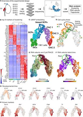 Developmental heterogeneity of embryonic neuroendocrine chromaffin cells and their maturation dynamics